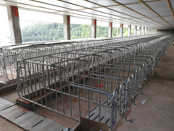 福建仙游猪场500套限位栏安装完工