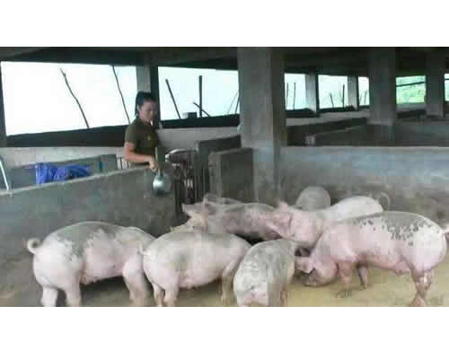 规模化养猪场采用的养猪模式