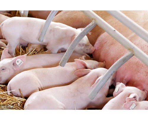 母猪产仔太多，如何保证仔猪的成活率?