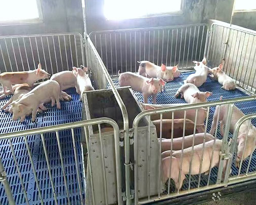 小猪保育床可以供多少猪使用?