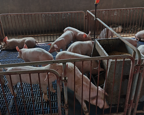小猪保育床可供多少猪使用?