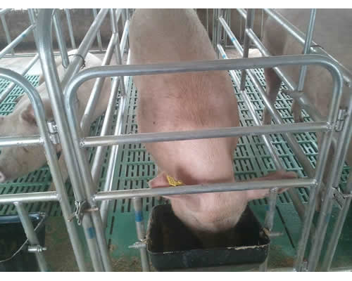 【养猪设备】母猪限位栏的规格尺寸介绍