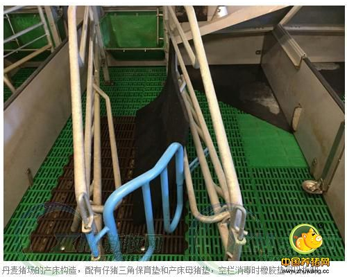 母猪产床使用中存在哪些弊端，如何缓解?