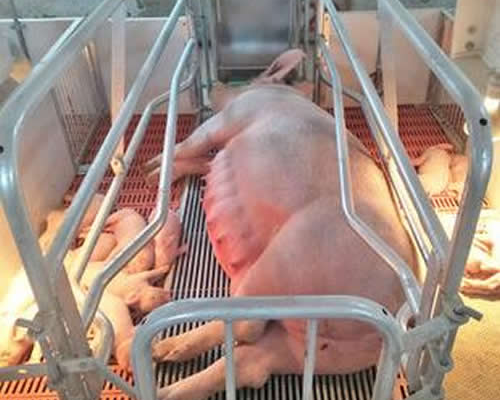 新建母猪舍需要哪些养猪设备?