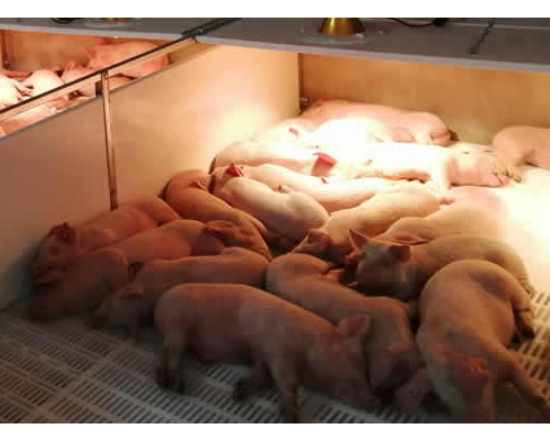 猪场管理技术：猪群转栏注意事项