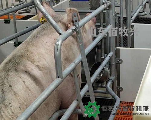 猪场使用母猪产床有哪些利弊?如何避免“上床应激”?