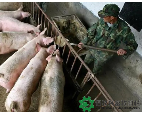 猪场人工喂猪和安装自动饲喂设备，哪个更合适?