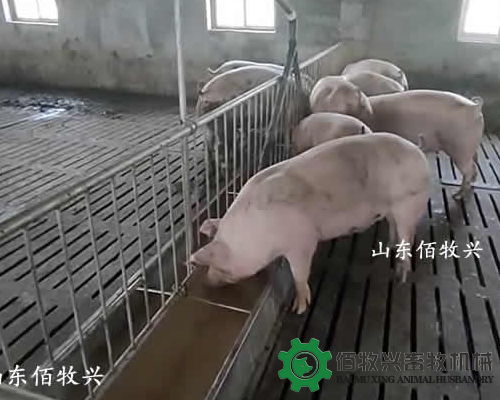 农村小型猪场改造粥料饲喂多少钱?