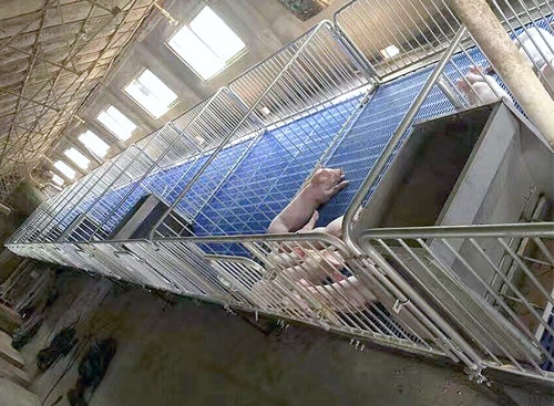 仔猪保育床