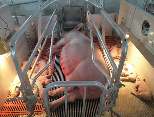 双体母猪产床