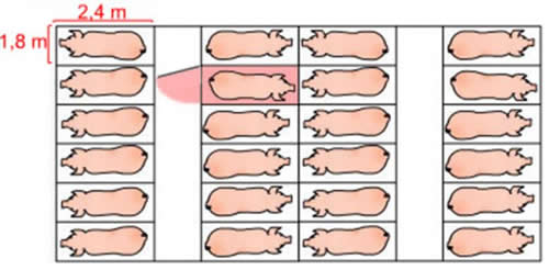母猪产床排列