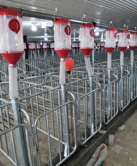 母猪定位栏通槽使用图片