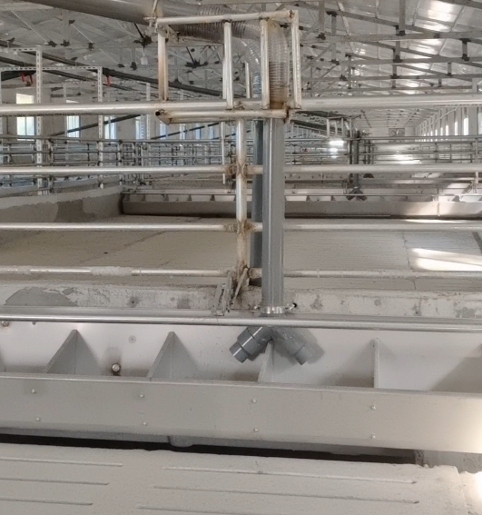 自繁自养场改粥料饲喂